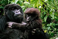 National Geographic - Königreich der Affen [DVD], 2