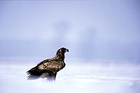 Wildes Europa - Geo Edition [DVD], 3