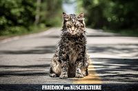 Friedhof der Kuscheltiere [DVD], 2