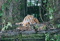 Zwei Brüder [Blu-ray], 3