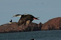 Patagonien - Von Camarones bis Darwins Rock [Blu-ray], 6