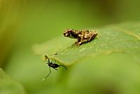 Das Geheimnis der Bäume  [DVD], 4