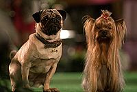 Show Dogs [Blu-ray], 9