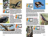 Safari-Reiseführer Ostafrika, 9