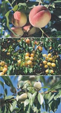 Welcher Baum ist das?, 6