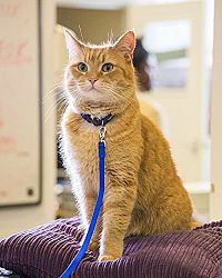 Bob, der Streuner [Blu-ray], 4