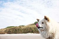 Chiko - Eine Freundschaft fürs Leben [Blu-ray], 8