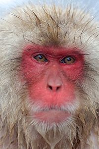 Affenwelten [Blu-ray], 5