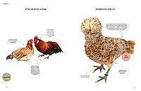 Vom Glück, mit Hühnern zu leben, 7