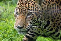 Best Of Unser faszinierender Planet [Blu-ray], 5