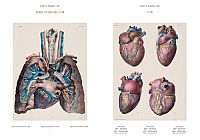 Atlas of Human Anatomy and Surgery, 5