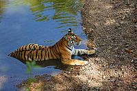 Indien - Auf den Spuren des Tigers [Blu-ray 3D], 3