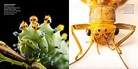 National Geographic - Photo Ark Insects, 3