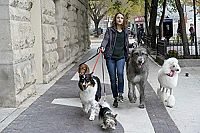 Bailey - Ein Hund kehrt zurück [Blu-ray], 8