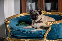 Ein Mops zum Verlieben [DVD], 8