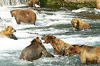 Seen on IMAX 3D: Bären - Magie in der Wildnis [Blu-ray], 1