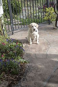 Ein Hund rettet den Sommer [DVD], 1