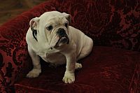 Der kleine Haustyrann [Blu-ray], 3