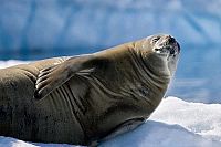 Antarctica - An Adventure Of Different Nature IMAX [Blu-ray], 5