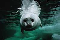 Königreich Arktis [DVD], 6