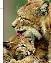 Tierkinder im Zoo, 3