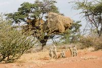 Wächter der Wüste [Blu-ray], 6