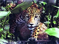 Im Königreich der Raubkatzen - Cats of Prey [DVD], 4