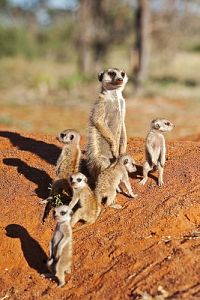 Neues von den Erdmännchen [Blu-ray], 3