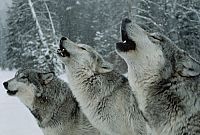 Leben mit Wölfen [DVD], 5