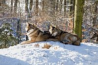 Wildes Europa - Geo Edition [DVD], 7