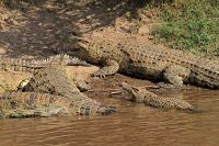 Wundervolles Afrika [Blu-ray 3D], 4