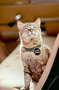 Stephen Kings Schlafwandler [DVD], 5