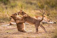 Le voyage de la vie [Blu-ray], 1