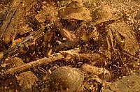 Kokoda - Das 39. Bataillon [DVD], 6