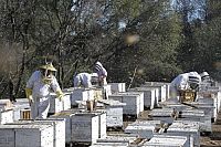 More than honey [DVD], 4