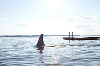 Shark Night [Blu-ray], 8