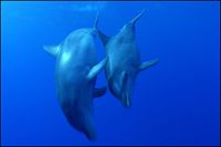 Animals in Love - Tierisch verliebt [Blu-ray], 5