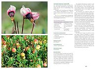 Phytotherapie in Theorie und Praxis, 6