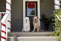 Die Weihnachtshochzeitsgeschichte [DVD], 2