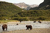 Das Universum der Fische - Lachse [Blu-ray 3D], 1