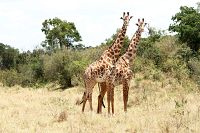 Wundervolles Afrika [Blu-ray 3D], 8