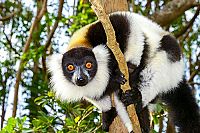 Wildes Madagaskar - Die Insel der Lemuren  [Blu-ray 3D], 4