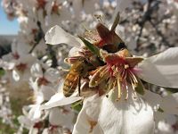 More than honey [Blu-ray], 5