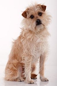 Auf der Suche nach einem Freund fürs Ende der Welt [Blu-ray], 7