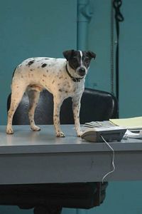 Vampire Dog [DVD], 2