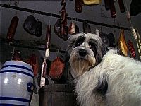 Weihnachten mit Willy Wuff - Collection [DVD], 2