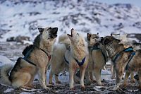 Planet des Lebens [DVD], 4