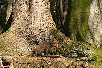 Mythos Wald [DVD], 8