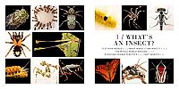 National Geographic - Photo Ark Insects, 1