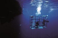 Haie hautnah [Blu-ray], 7